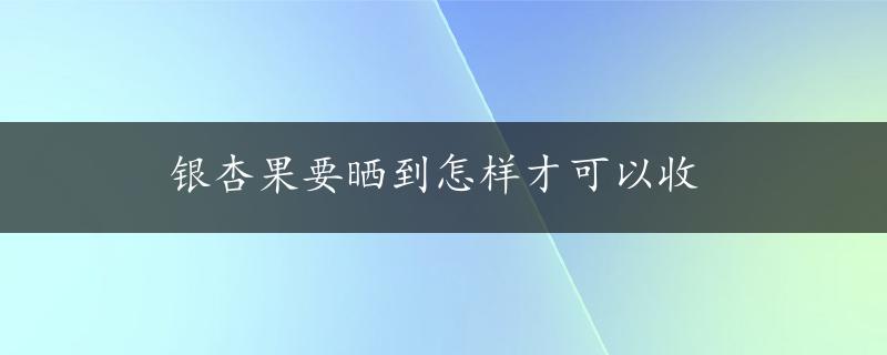 银杏果要晒到怎样才可以收