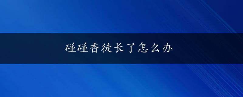 碰碰香徒长了怎么办