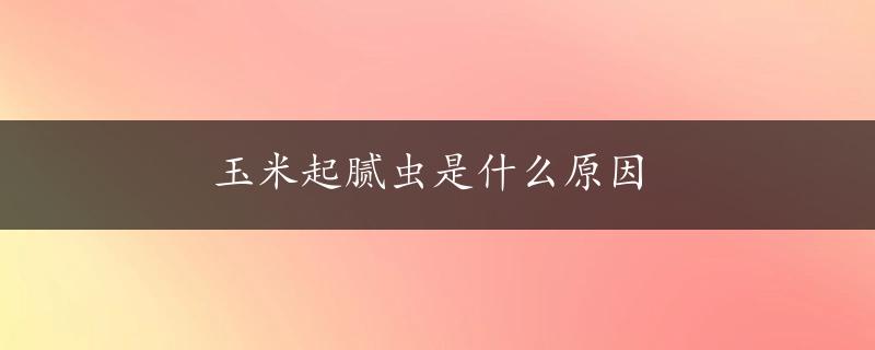 玉米起腻虫是什么原因