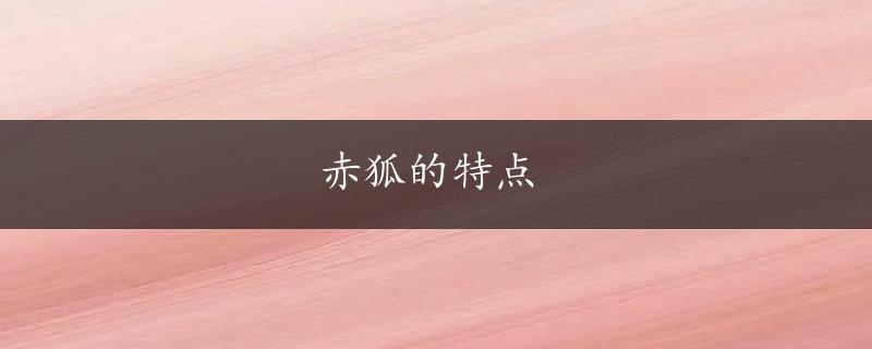 赤狐的特点