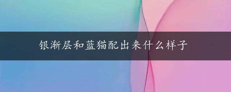 银渐层和蓝猫配出来什么样子