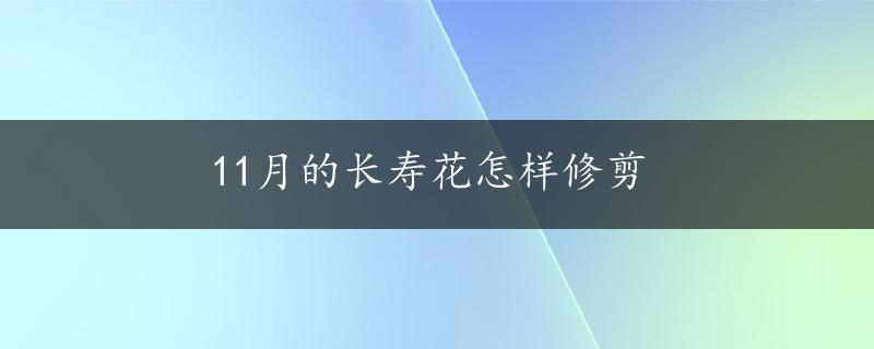 11月的长寿花怎样修剪