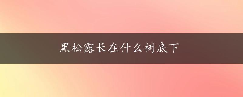 黑松露长在什么树底下