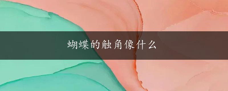 蝴蝶的触角像什么