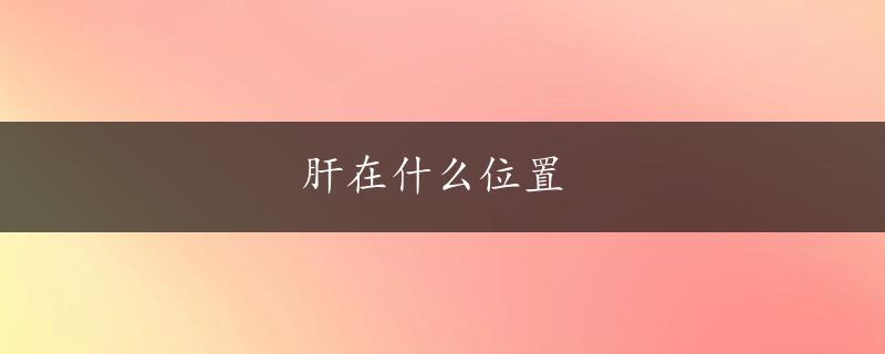 肝在什么位置