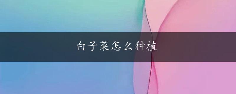 白子菜怎么种植