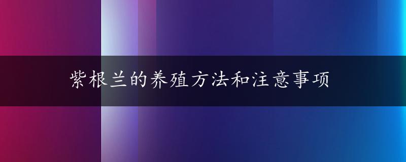 紫根兰的养殖方法和注意事项