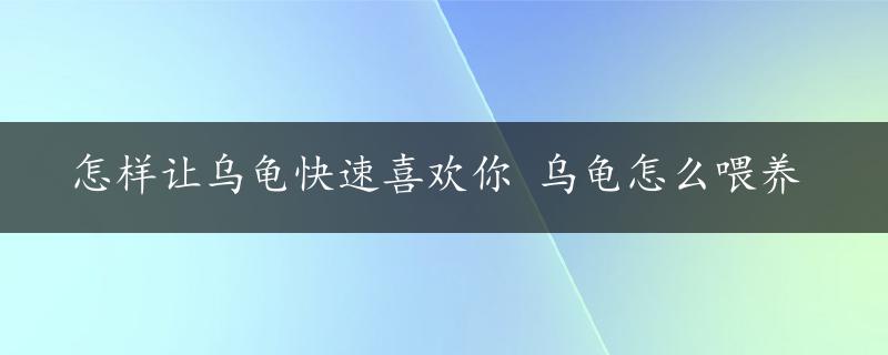 怎样让乌龟快速喜欢你 乌龟怎么喂养