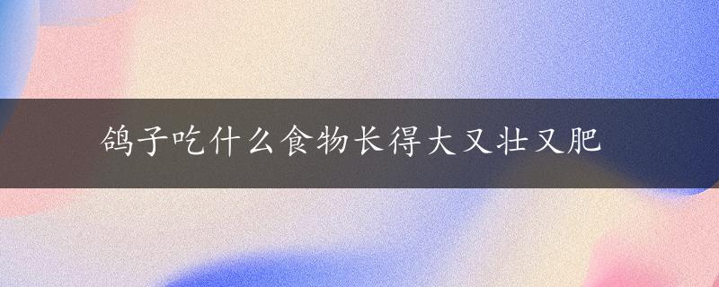 鸽子吃什么食物长得大又壮又肥