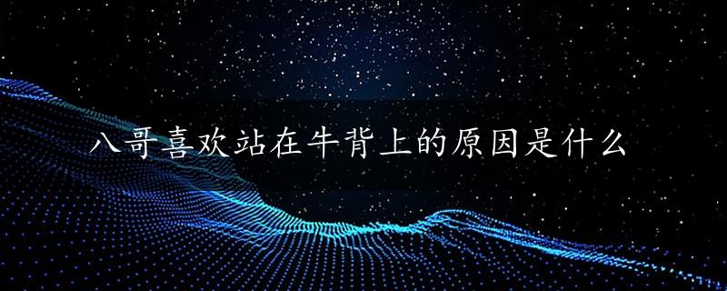 八哥喜欢站在牛背上的原因是什么