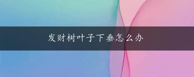 发财树叶子下垂怎么办