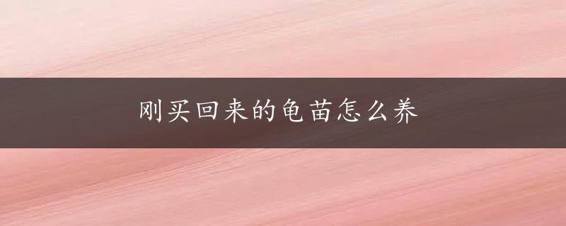 刚买回来的龟苗怎么养