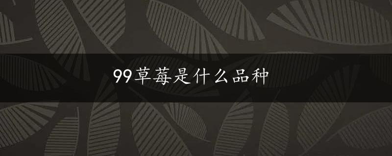 99草莓是什么品种