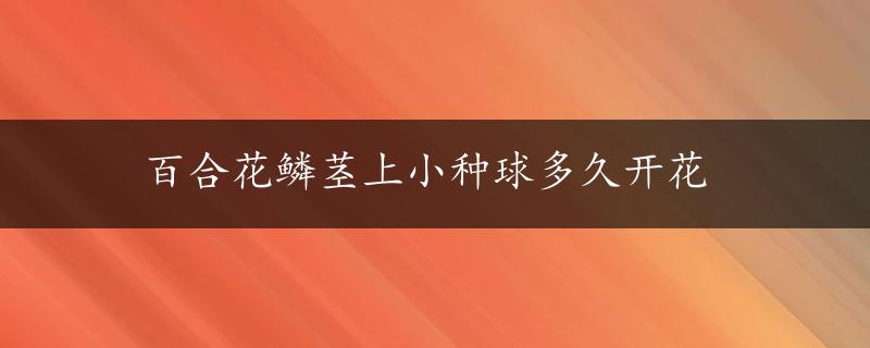 百合花鳞茎上小种球多久开花