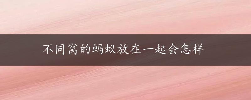 不同窝的蚂蚁放在一起会怎样