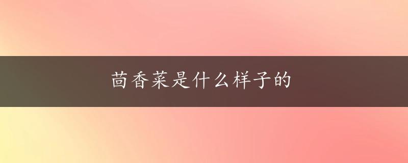 茴香菜是什么样子的