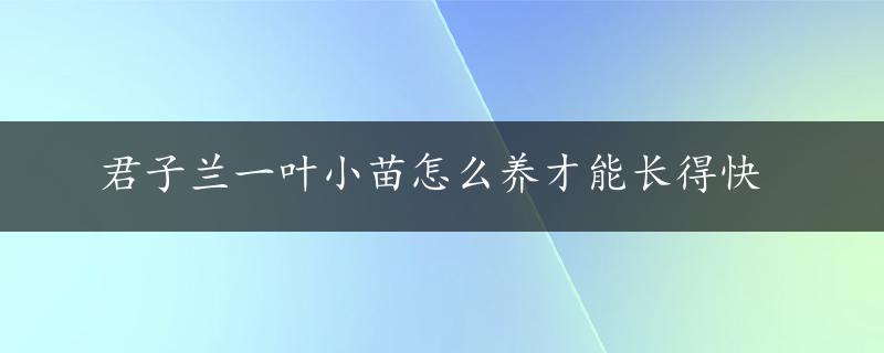 君子兰一叶小苗怎么养才能长得快