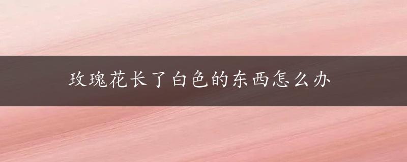 玫瑰花长了白色的东西怎么办