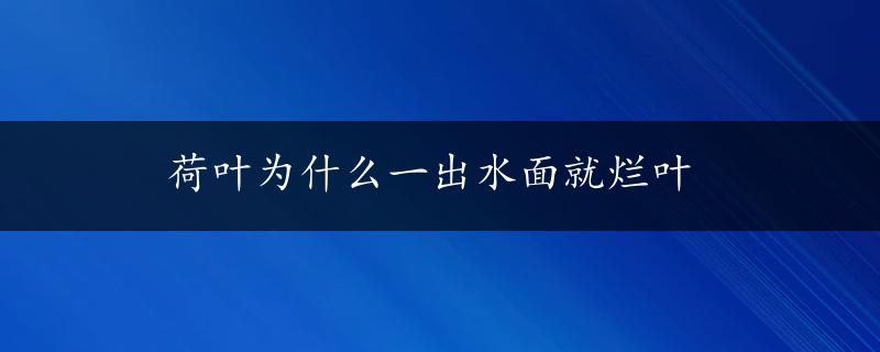 荷叶为什么一出水面就烂叶