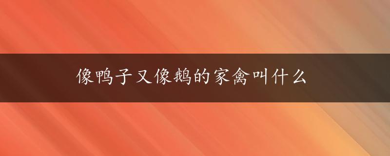 像鸭子又像鹅的家禽叫什么