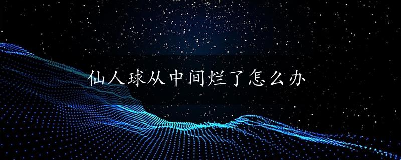 仙人球从中间烂了怎么办