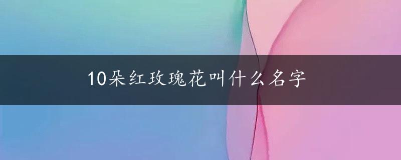 10朵红玫瑰花叫什么名字