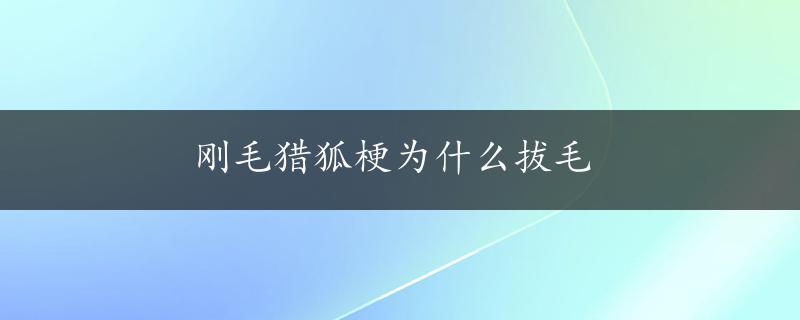 刚毛猎狐梗为什么拔毛