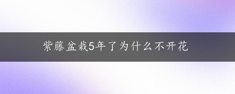 紫藤盆栽5年了为什么不开花