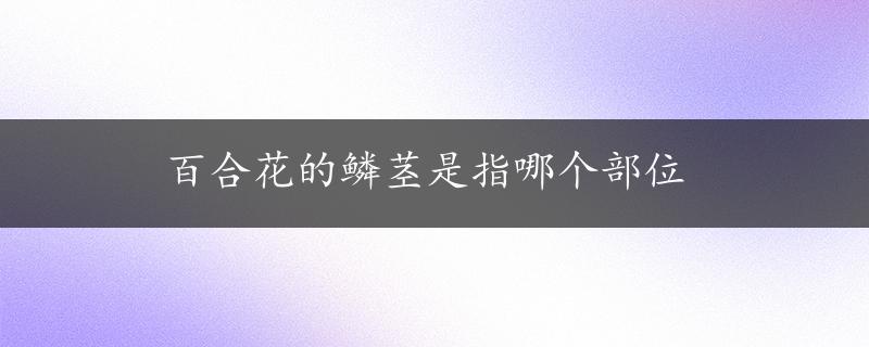 百合花的鳞茎是指哪个部位