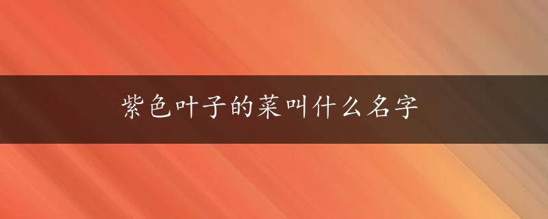 紫色叶子的菜叫什么名字