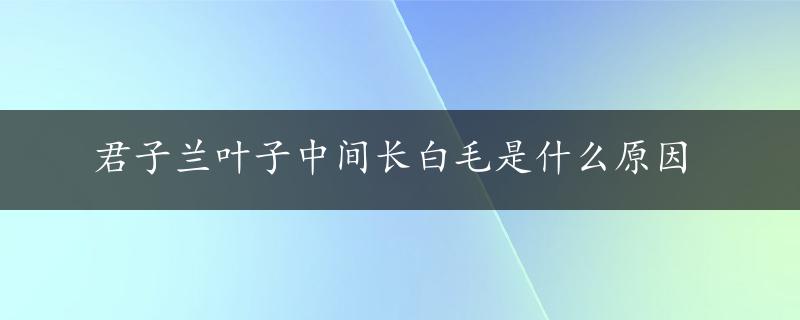 君子兰叶子中间长白毛是什么原因