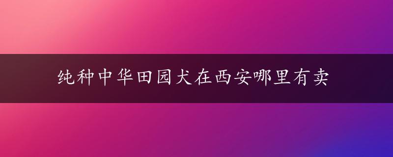 纯种中华田园犬在西安哪里有卖