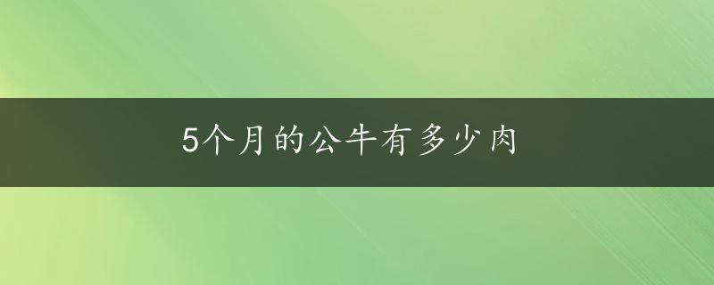 5个月的公牛有多少肉