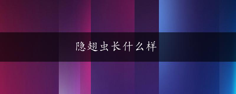 隐翅虫长什么样