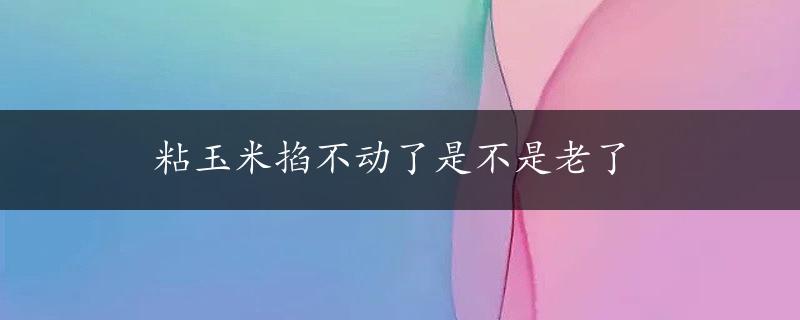 粘玉米掐不动了是不是老了