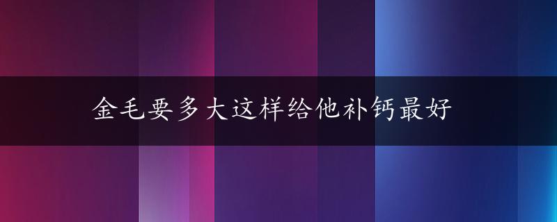 金毛要多大这样给他补钙最好